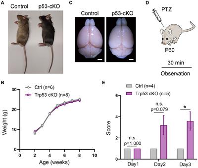 Aberrant generation of dentate gyrus granule cells is associated with epileptic susceptibility in p53 conditional knockout mice